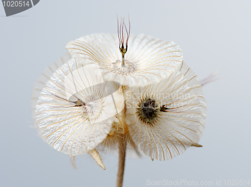 Image of Plant of Israel