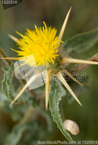 Image of Prickly flower.