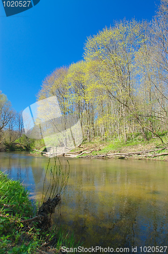 Image of River in the forest