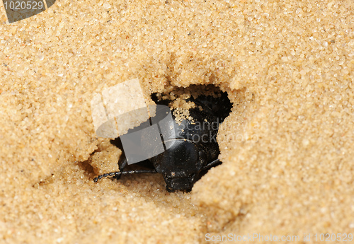Image of Darkling beetle in the sand