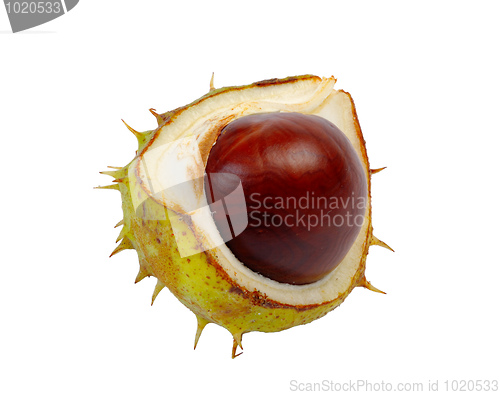 Image of Half horse chestnut