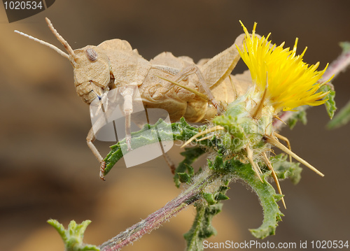 Image of Grasshopper on prickly flower