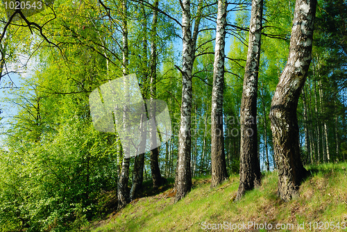Image of Rural landscape with birches 