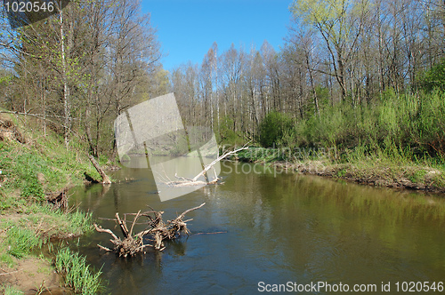 Image of River in the forest