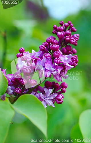 Image of Blooming lilacs