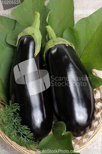 Image of Eggplants.