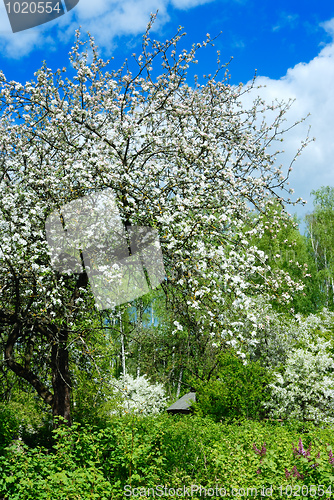 Image of Rural garden.