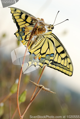 Image of Swallowtail butterfly
