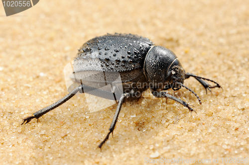 Image of Darkling beetle on the sand