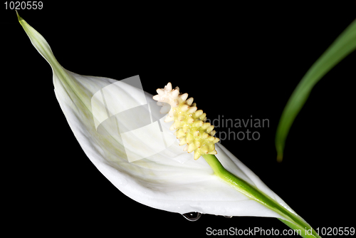 Image of Calla