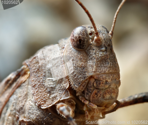 Image of Grasshopper Oedipoda caerulescens close-up