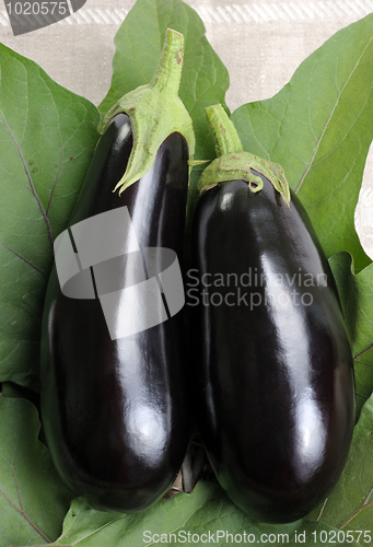Image of Eggplants.