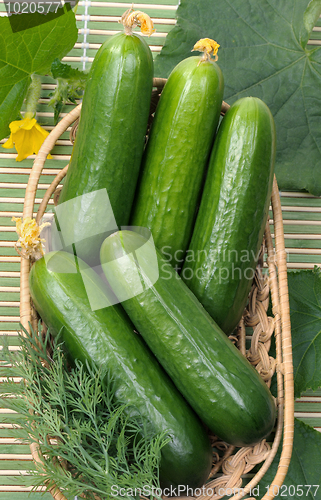 Image of Cucumbers