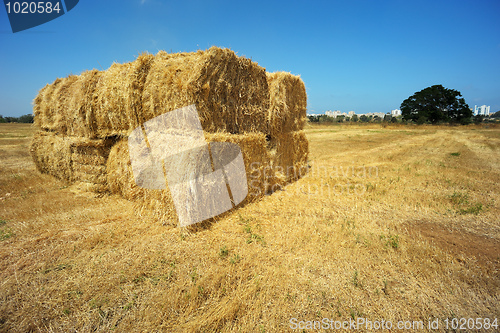 Image of Harvesting