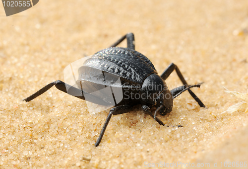 Image of Darkling beetle on the sand