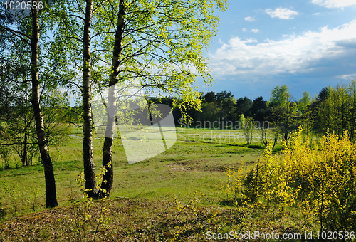 Image of Rural landscape with birches 