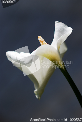 Image of Calla