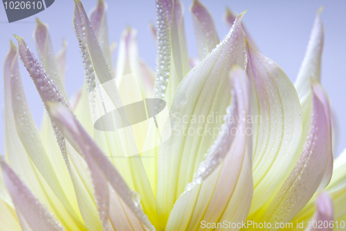 Image of Dahlia flower with dew drops