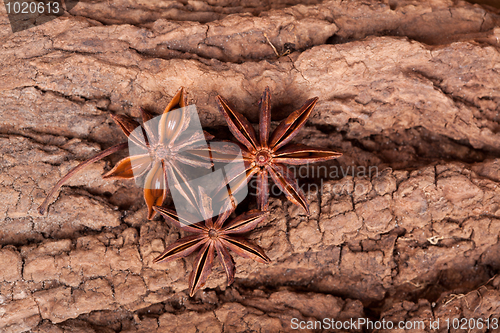 Image of Anise stars