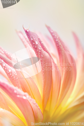 Image of Dahlia flower with dew drops