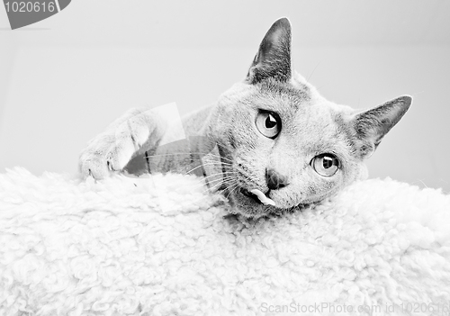 Image of Russian Blue Cat