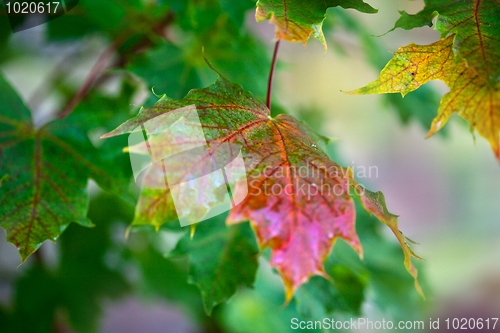 Image of Maple Autumn Leaves