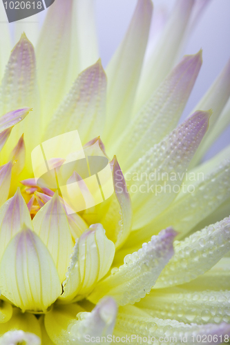 Image of Dahlia flower with dew drops