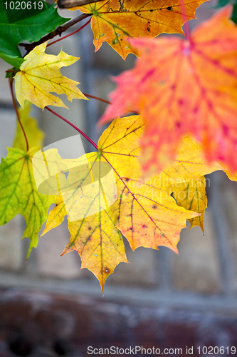 Image of Maple Autumn Leaves