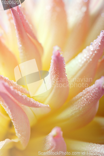 Image of Dahlia flower with dew drops