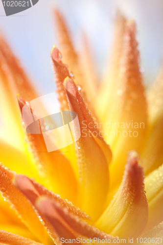 Image of Dahlia flower with dew drops