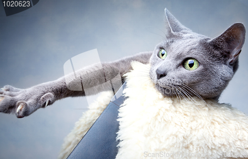 Image of Russian Blue Cat