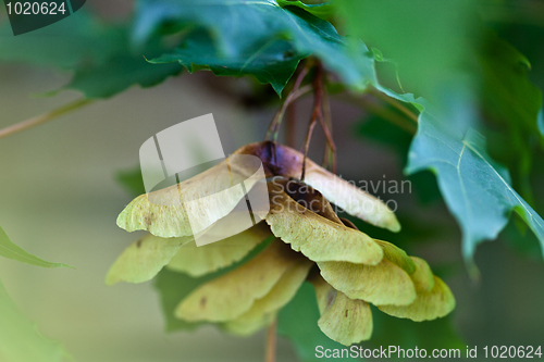 Image of Maple Autumn Leaves