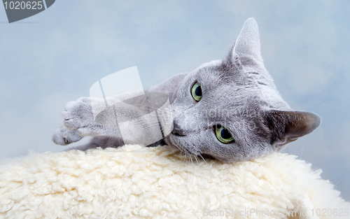 Image of Russian Blue Cat