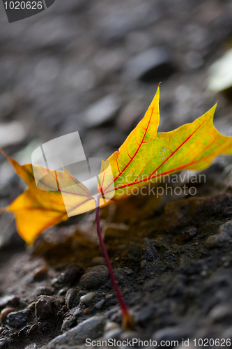 Image of Maple Autumn Leaves