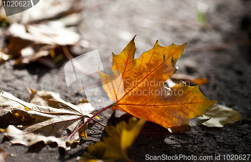 Image of Maple Autumn Leaves