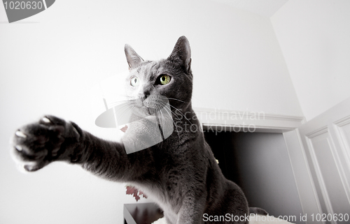 Image of Russian Blue Cat