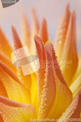 Image of Dahlia flower with dew drops