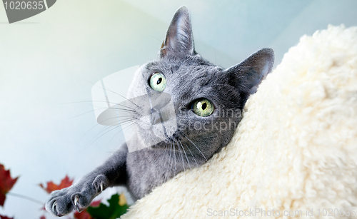Image of Russian Blue Cat