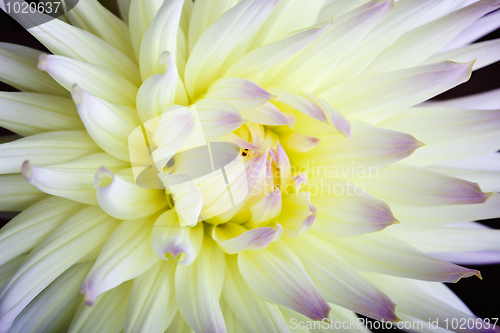 Image of Pastel colored dahlia flower