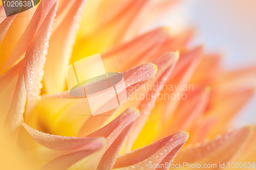 Image of Dahlia flower with dew drops