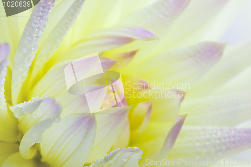 Image of Dahlia flower with dew drops