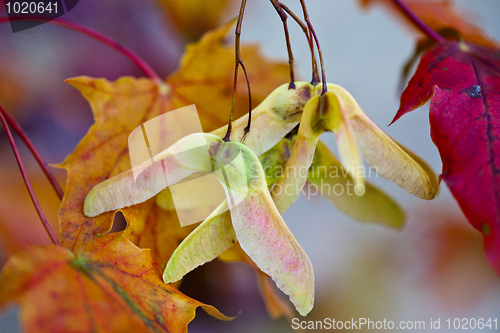 Image of Maple Autumn Leaves