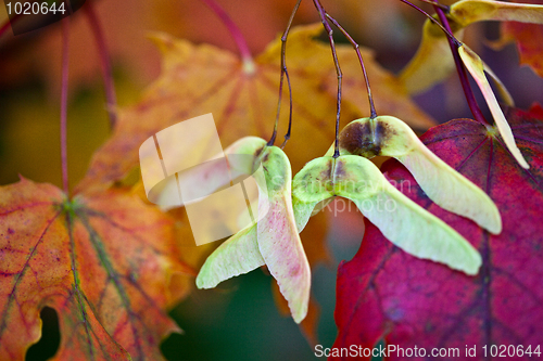 Image of Maple Autumn Leaves