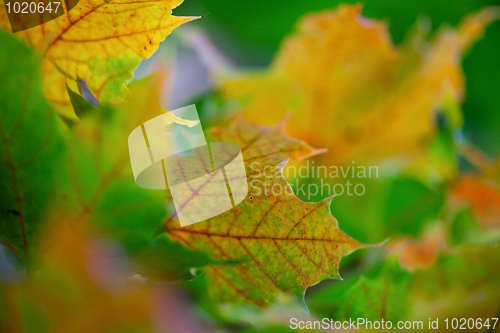 Image of Maple Autumn Leaves