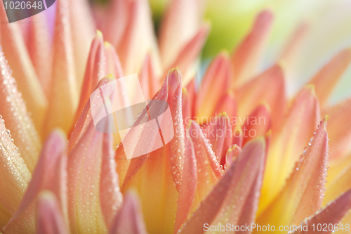 Image of Dahlia flower with dew drops