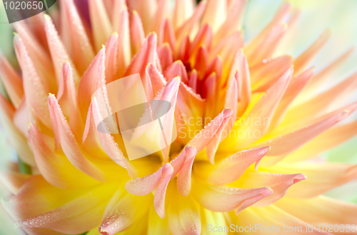 Image of Dahlia flower with dew drops