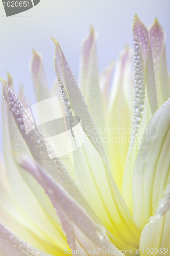 Image of Dahlia flower with dew drops