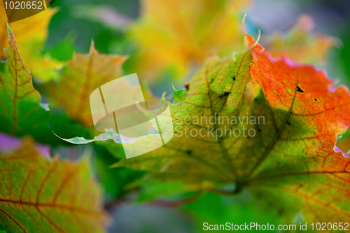 Image of Maple Autumn Leaves