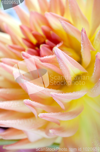 Image of Dahlia flower with dew drops