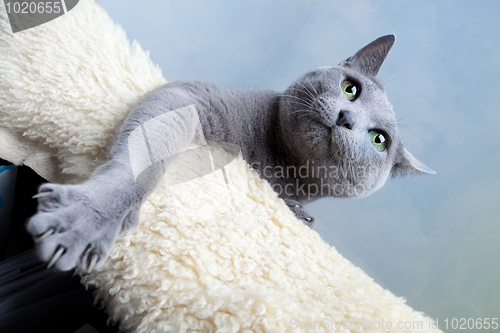 Image of Russian Blue Cat